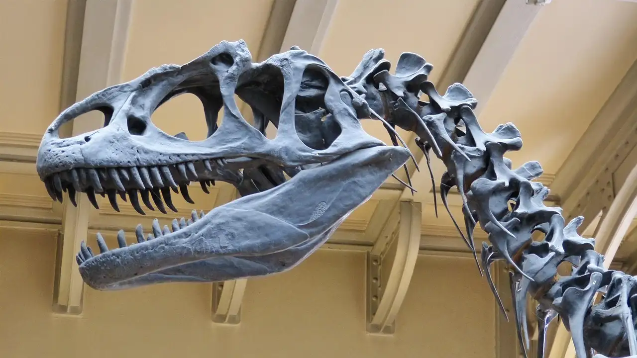 Wanddecoratie dinosaurus