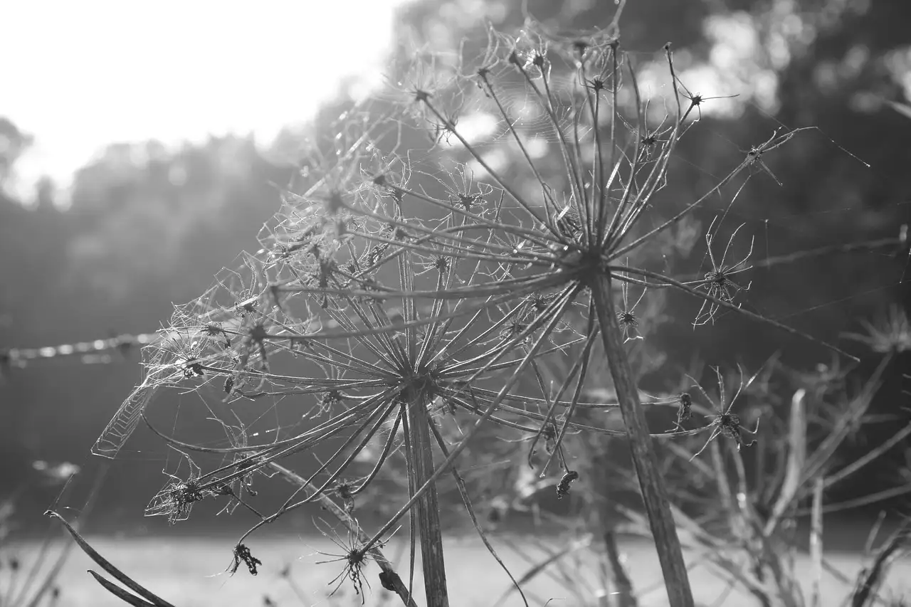 Droogbloemen wanddecoratie