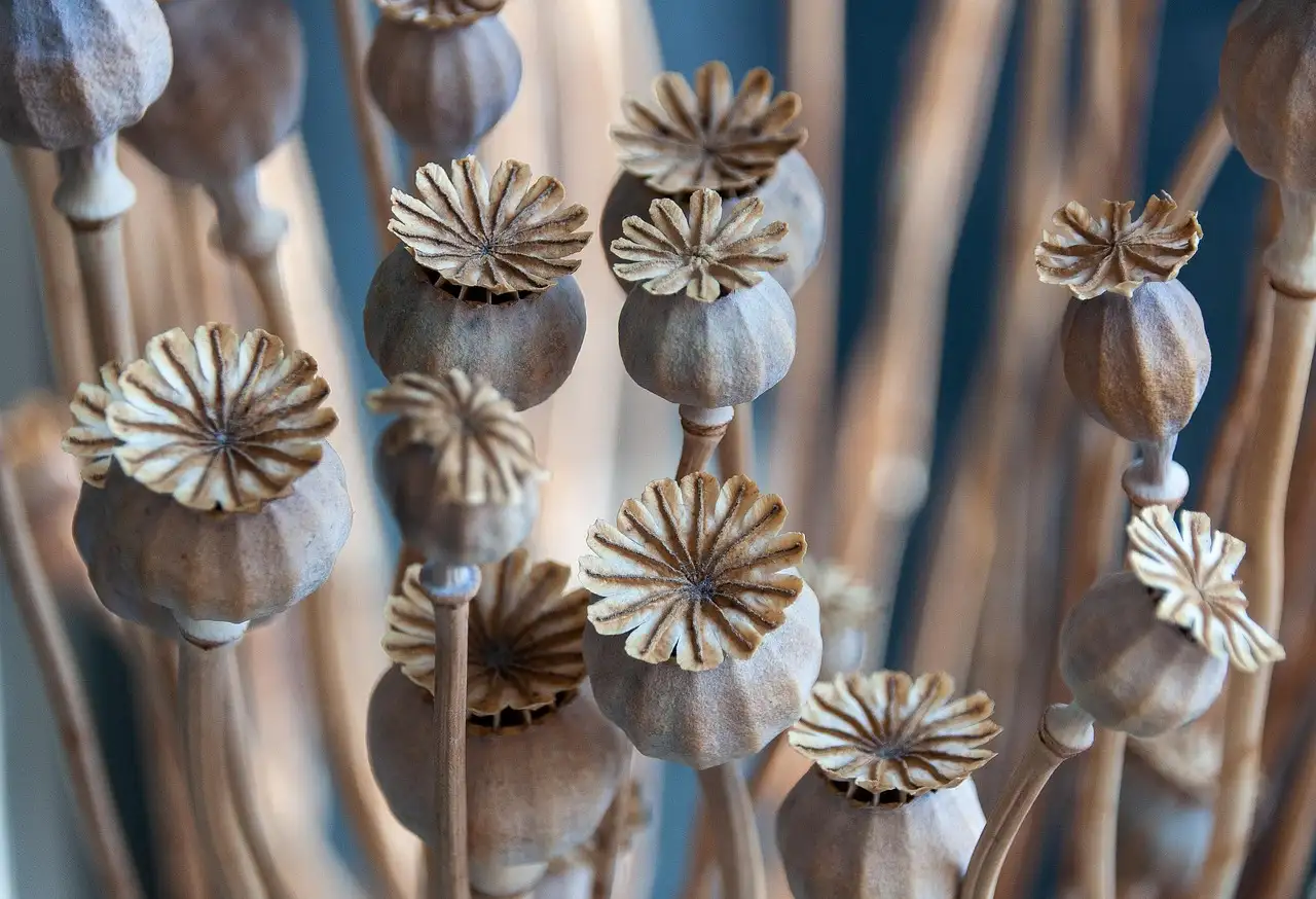 Wanddecoratie gedroogde bloemen