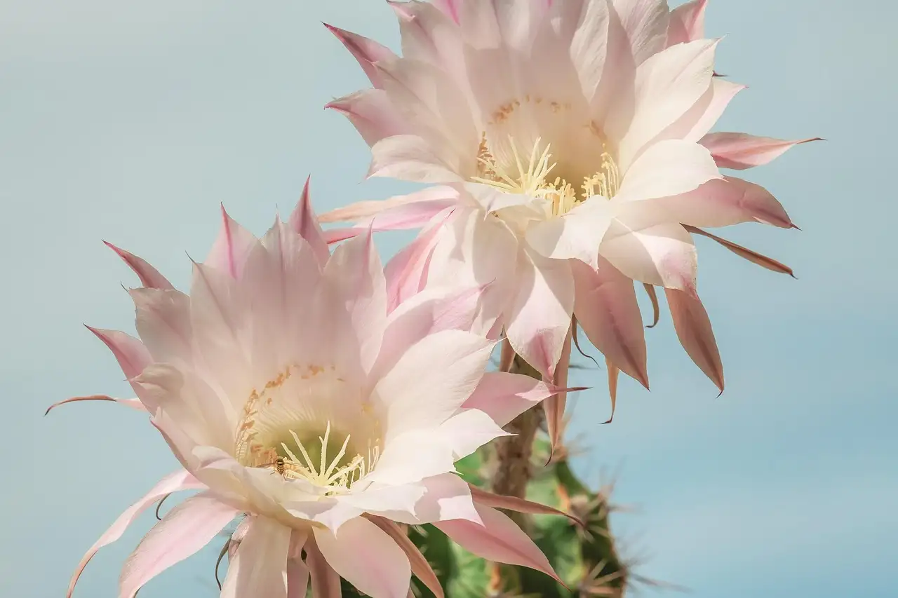 Metalen wanddecoratie cactus kopen voor unieke muurdecoratie