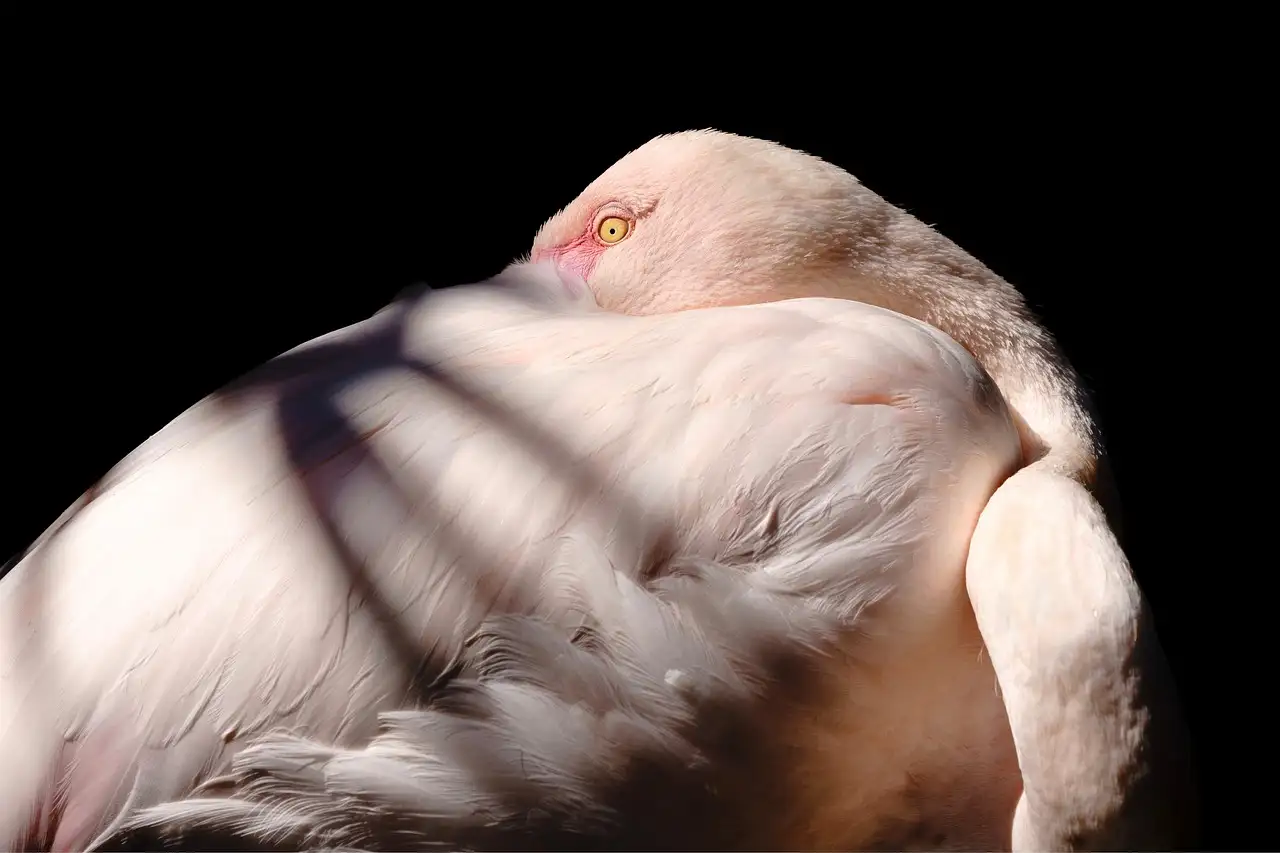 Wanddecoratie van metaal: een roze flamingo toevoeging