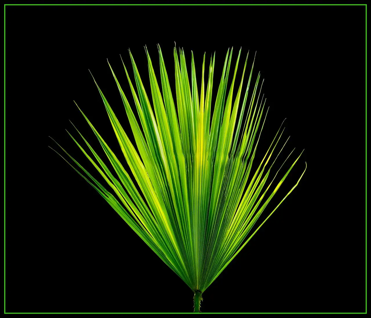 Palmbladeren wanddecoratie