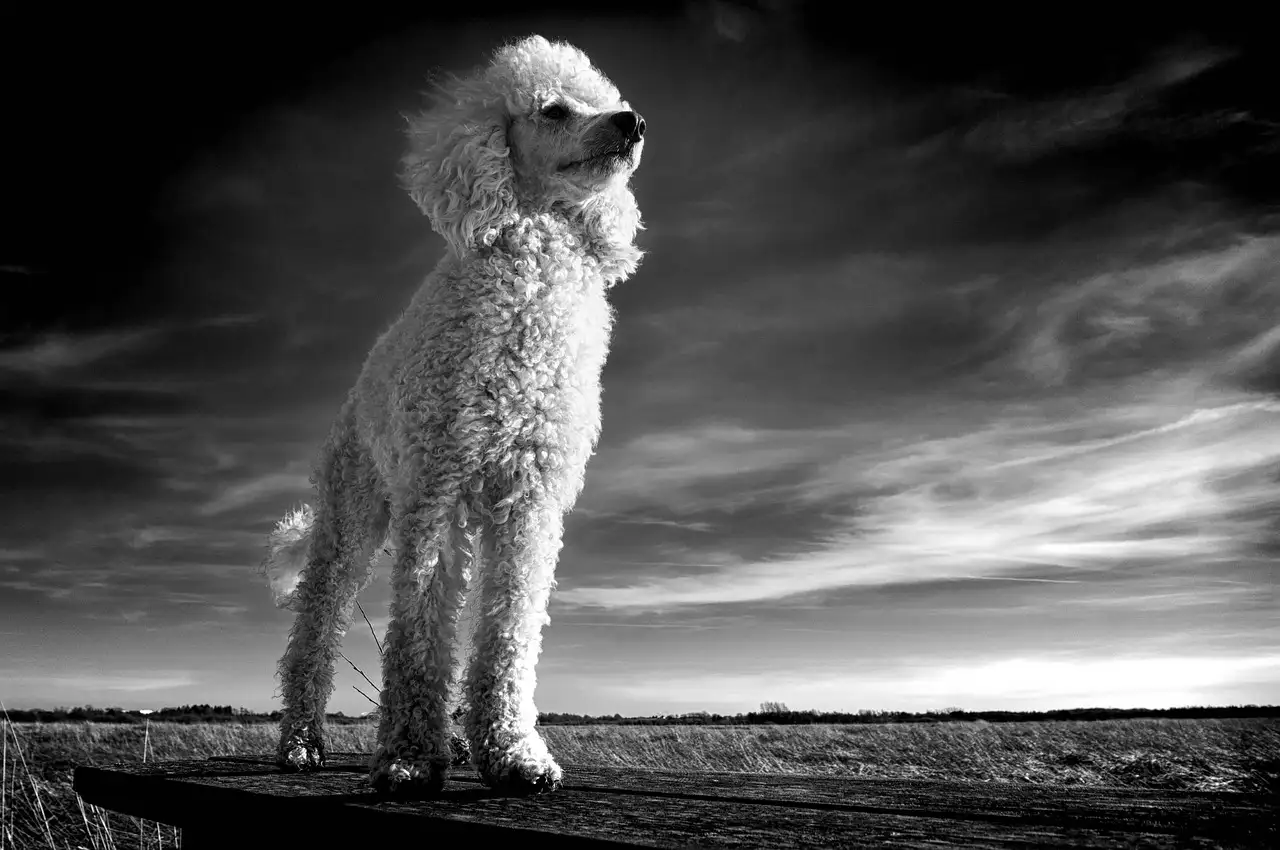 Wanddecoratie 180 breed