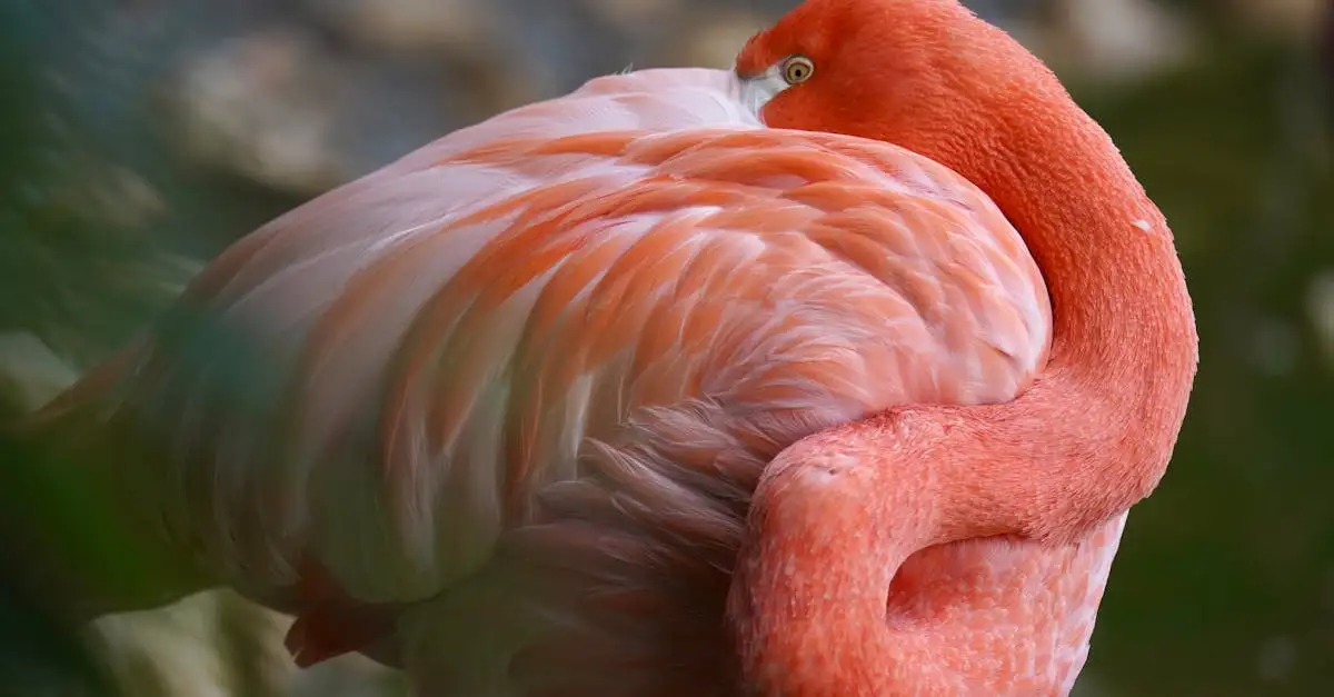 Wanddecoratie flamingo