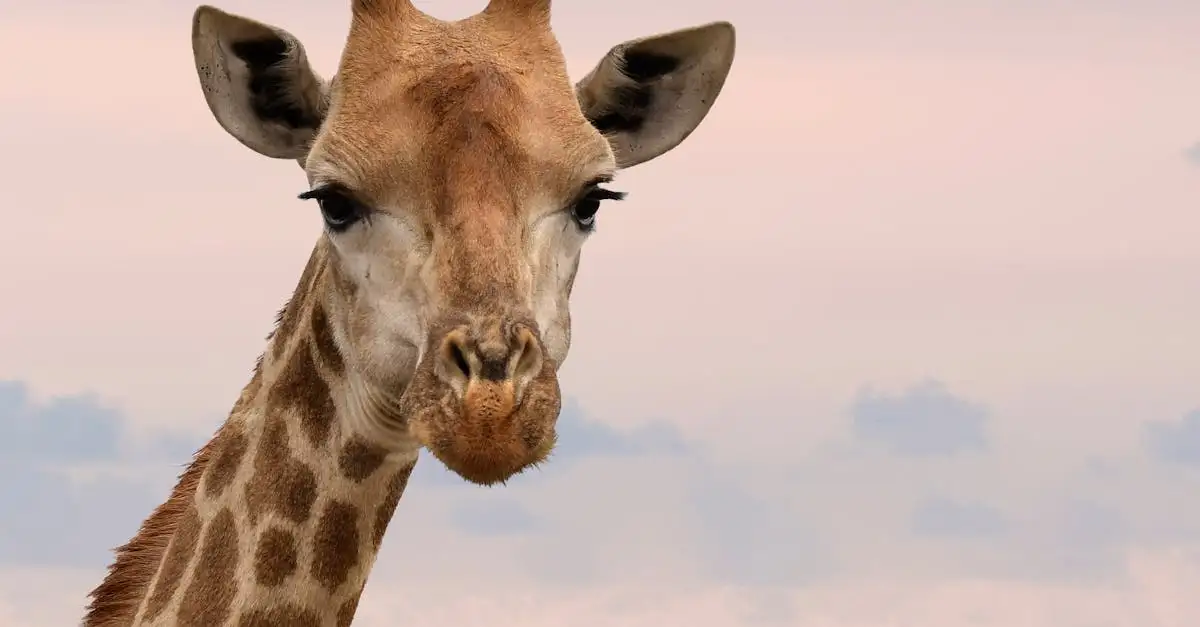 Wanddecoratie giraffe