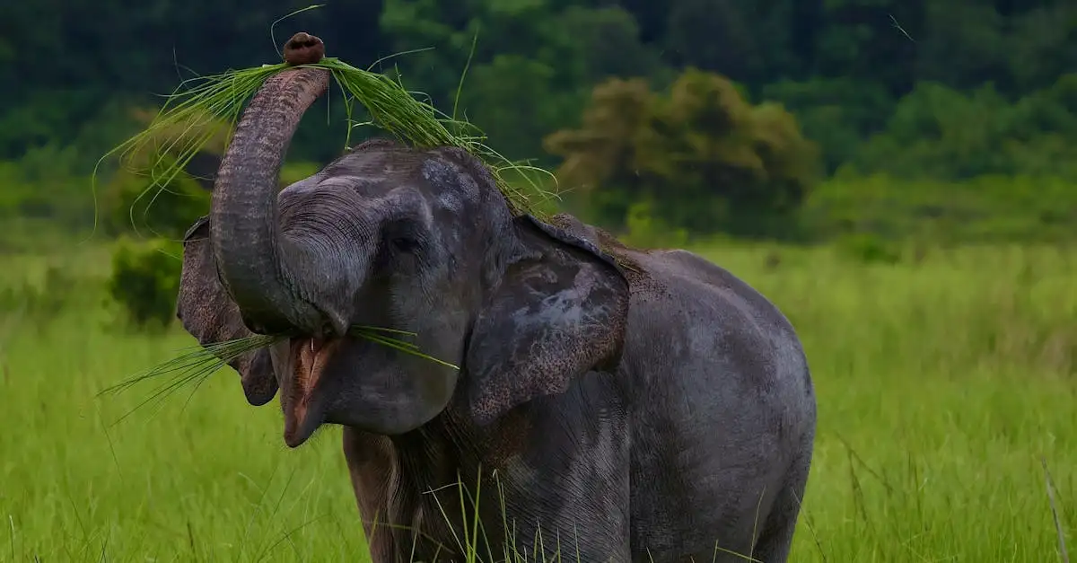 Wanddecoratie olifant