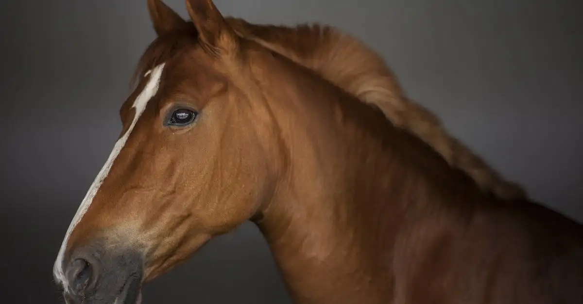 Wanddecoratie paardenhoofd
