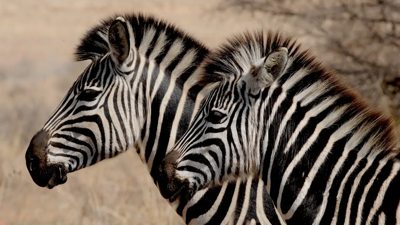 Wanddecoratie plant zebra voor een unieke look