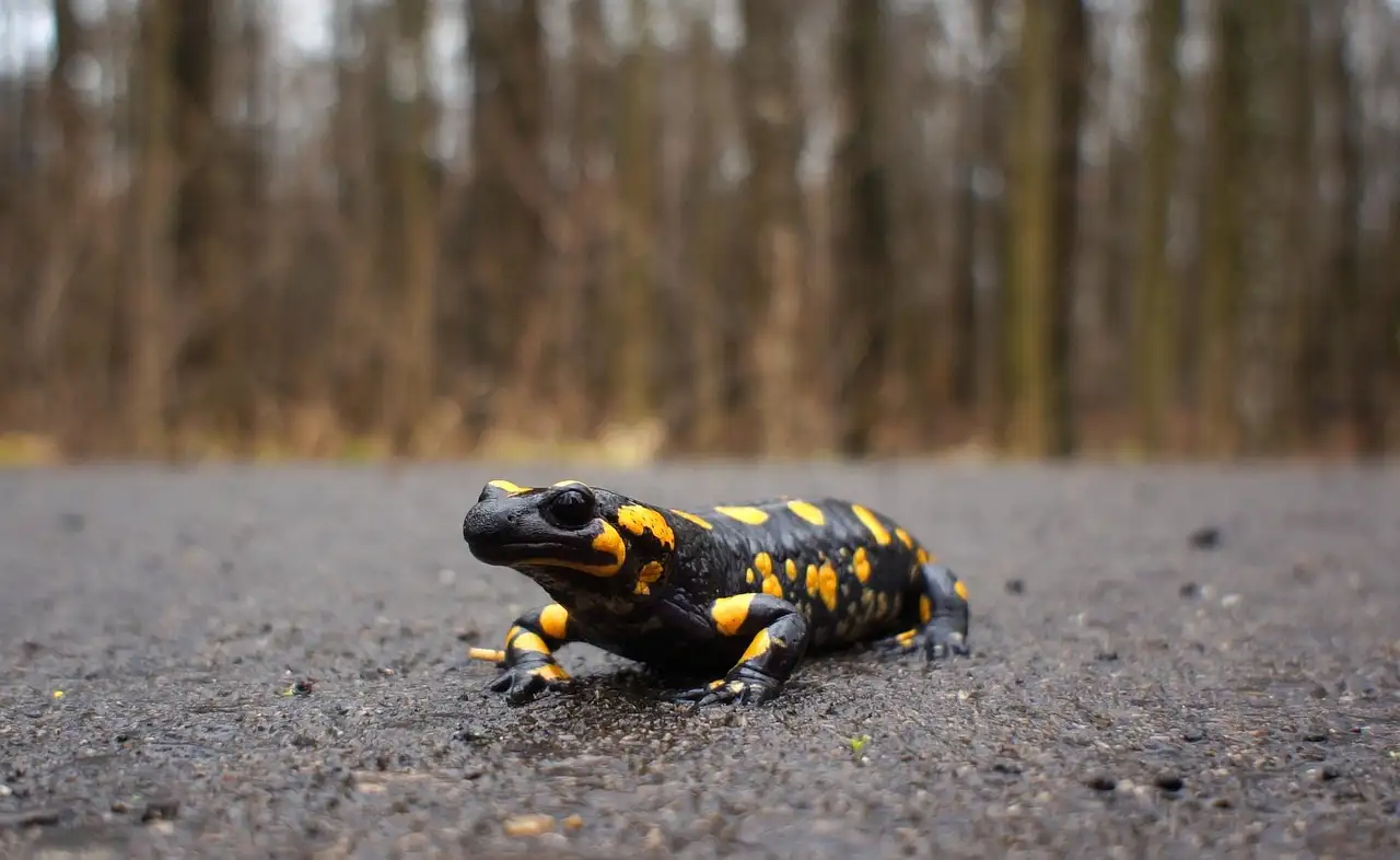 Wanddecoratie salamander