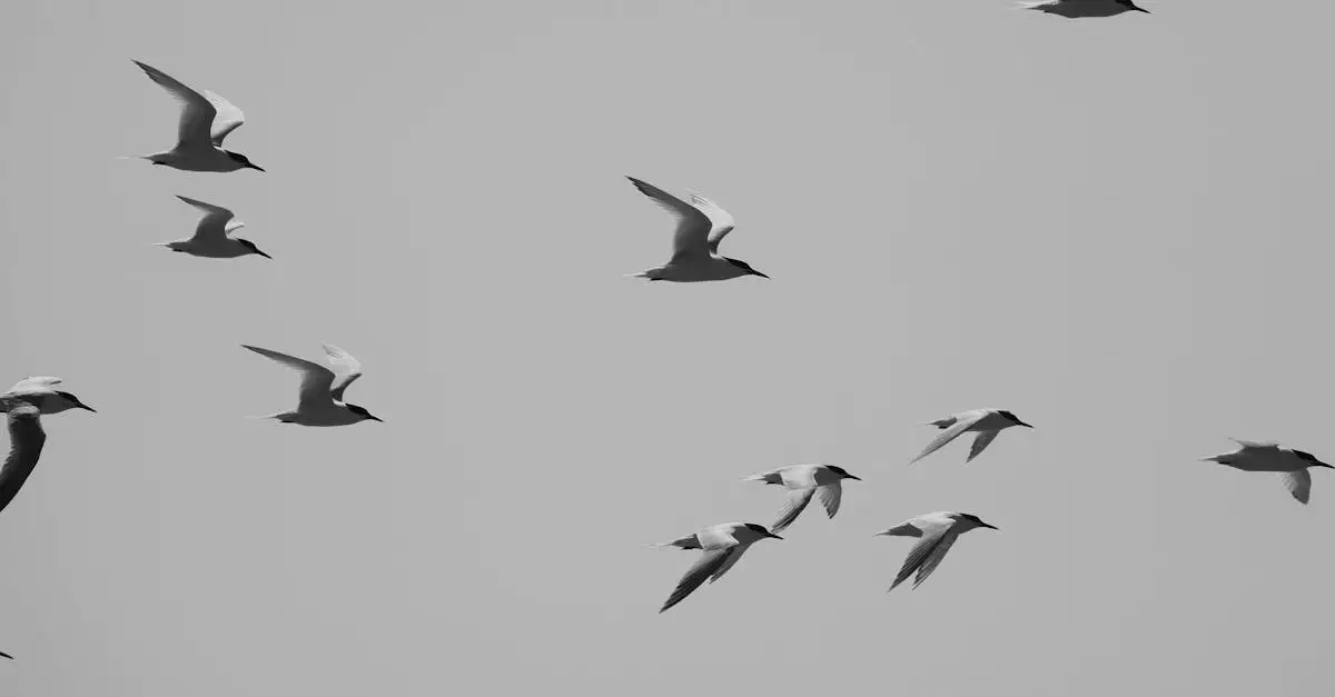 Wanddecoratie vliegende vogels