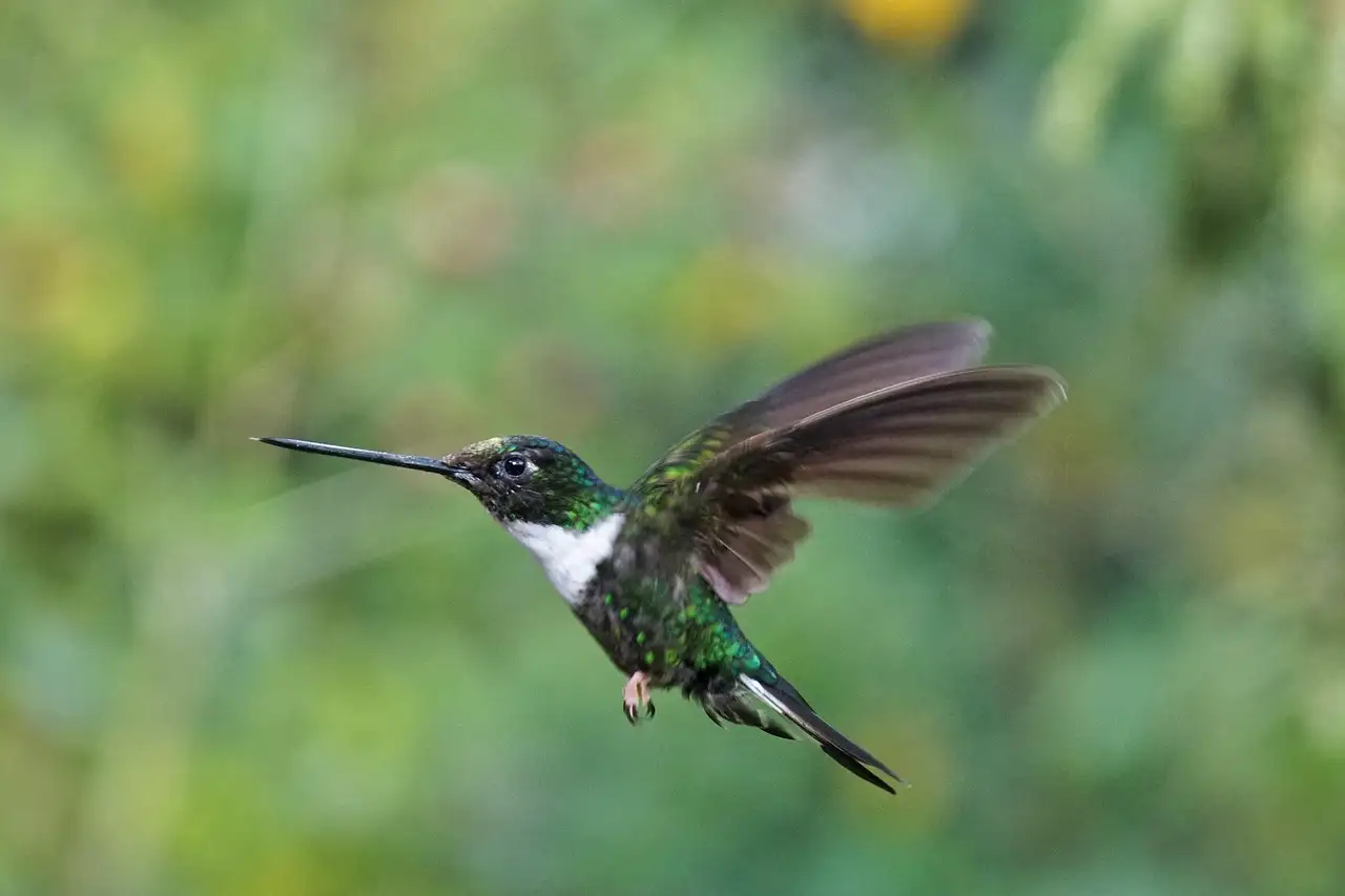 Wanddecoratie vogels metaal