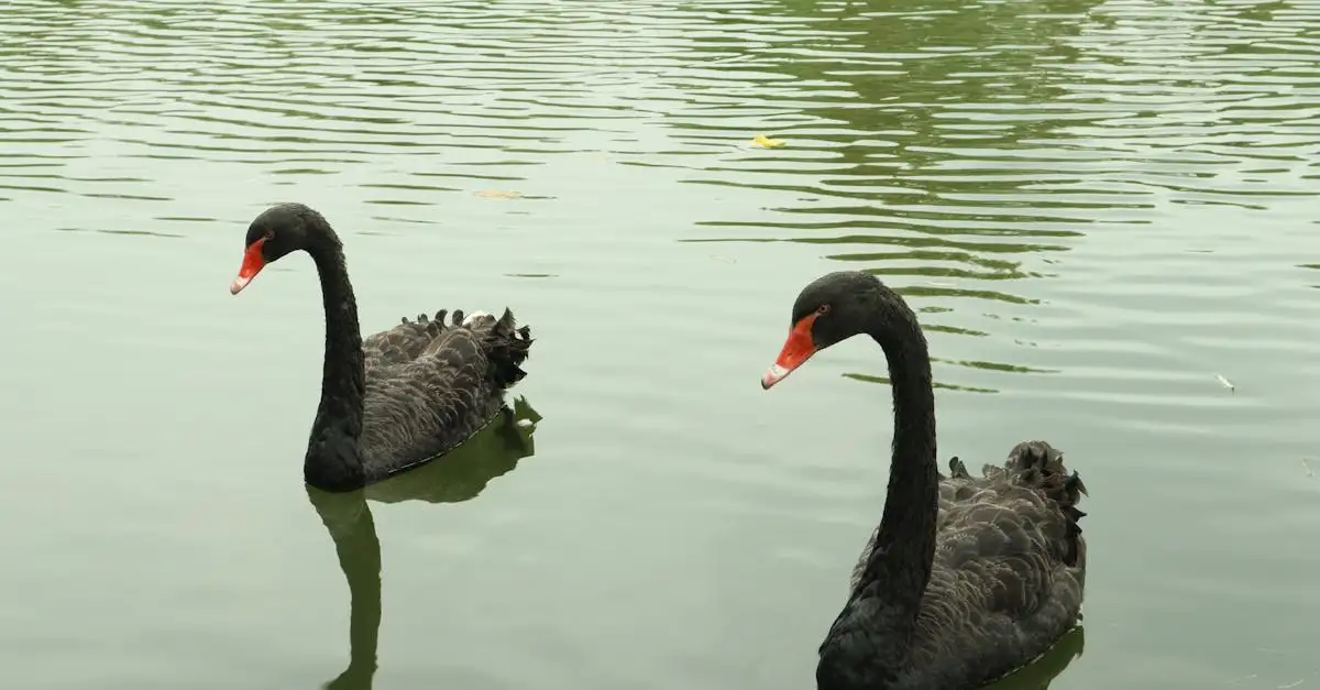 Wanddecoratie vogels zwart