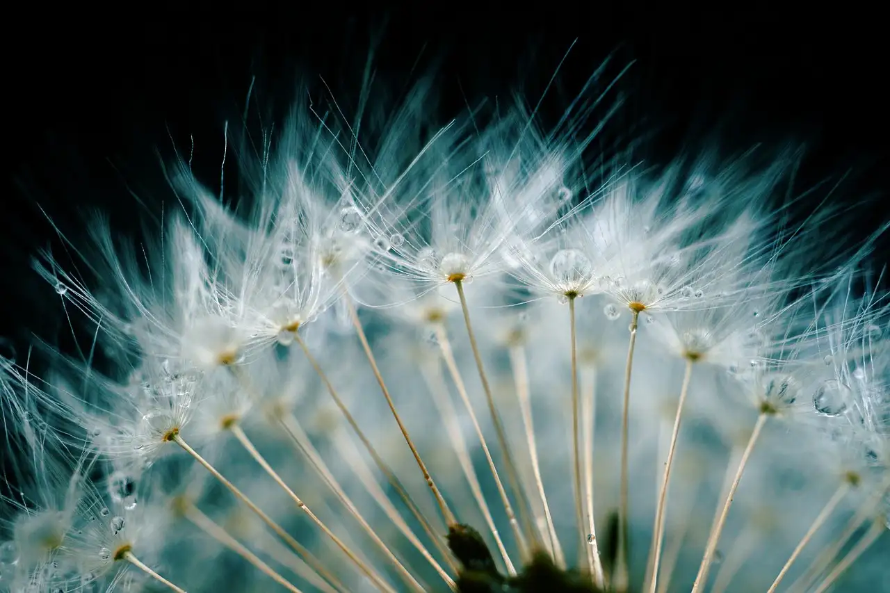 Wish wanddecoratie